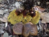Boletus pulverulentus image