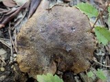 Boletus pulverulentus image