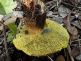 Boletus pulverulentus image