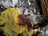 Boletus pulverulentus image