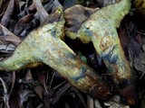 Boletus pulverulentus image