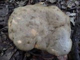 Caloboletus radicans image