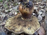 Caloboletus radicans image
