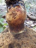 Caloboletus radicans image
