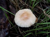 Marasmius oreades image