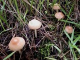Marasmius oreades image