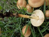 Marasmius oreades image