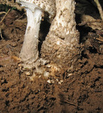 Amanita onusta image