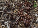 Gymnopus villosipes image