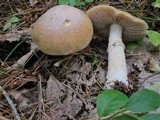 Cortinarius caperatus image