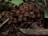 Gymnopus villosipes image