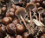 Gymnopus villosipes image