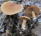 Cortinarius armillatus image