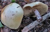 Suillus placidus image