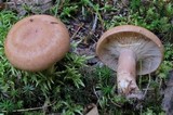 Lactarius vinaceorufescens image