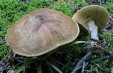 Suillus acidus image