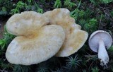 Lactarius pubescens image