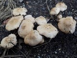 Lyophyllum decastes image