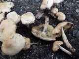 Lyophyllum decastes image