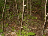 Daedaleopsis confragosa image