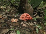 Clathrus crispus image