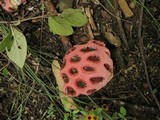 Clathrus crispus image