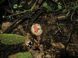 Clathrus crispus image