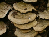 Cerrena unicolor image