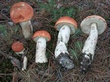 Leccinum vulpinum image