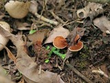 Phylloporia spathulata image