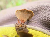 Phylloporia spathulata image