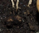 Hypholoma tuberosum image