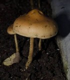 Hypholoma tuberosum image