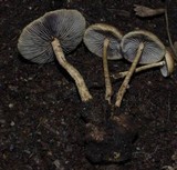 Hypholoma tuberosum image