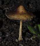 Hypholoma tuberosum image