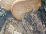 Pleurotus populinus image