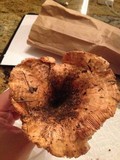 Lactarius psammicola image