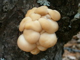 Pleurotus populinus image