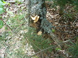 Pleurotus populinus image