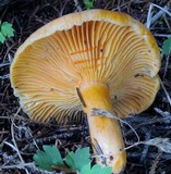 Lactarius thyinos image