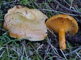 Lactarius thyinos image