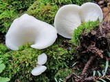 Pleurocybella porrigens image
