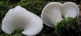 Pleurocybella porrigens image