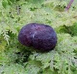 Lactarius lignyotellus image