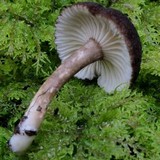 Lactarius lignyotellus image