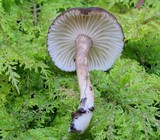 Lactarius lignyotellus image