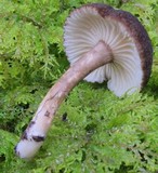 Lactarius lignyotellus image