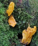 Neolecta irregularis image