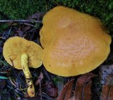 Pholiota flammans image