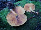 Pholiota flammans image